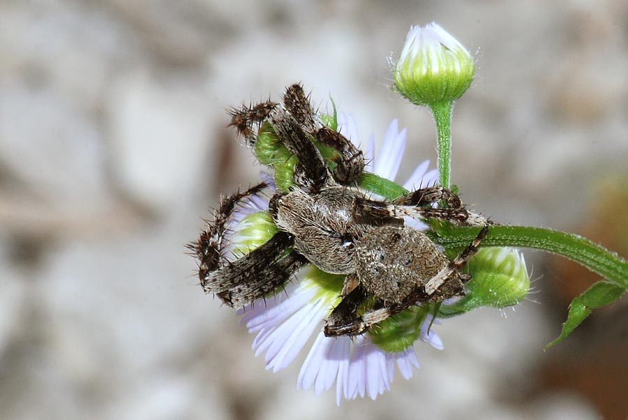 Araneus sp.